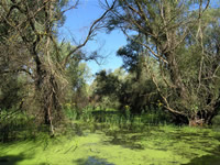 Fotografii Delta Dunarii, foto Delta Dunarii, pictures Danube Delta